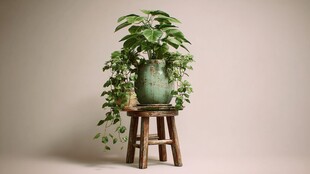 复古木凳上的绿植盆栽