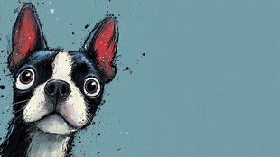 可爱波士顿梗犬的萌趣瞬间