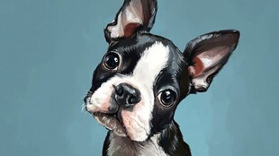 可爱波士顿梗歪头卖萌