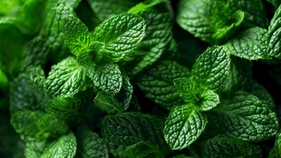 鲜嫩薄荷叶特写