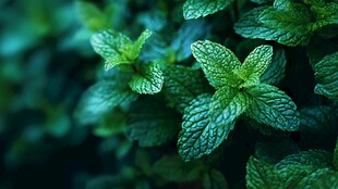 清新薄荷叶 绿意盎然