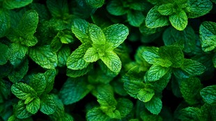 清新薄荷叶 绿意盎然