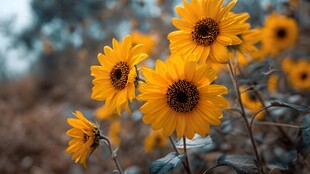 阳光下绽放的灿烂向日葵