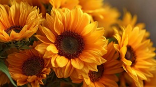 灿烂向日葵绽放的美丽