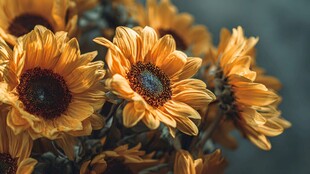 金黄灿烂向日葵特写