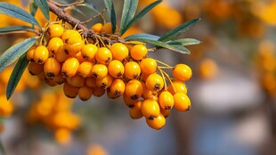 金黄沙棘果挂于翠绿枝头