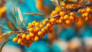 金黄沙棘果挂满枝头