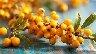 金黄沙棘果 清新自然景象