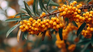 金黄沙棘果挂于翠绿枝头