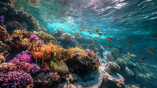 海底斑斓珊瑚与群鱼共舞