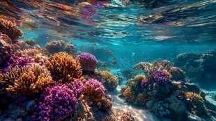 梦幻海底珊瑚礁美景