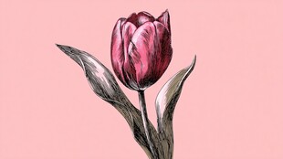 手绘粉色郁金香花卉图