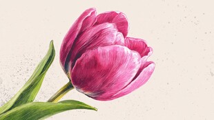 粉色郁金香手绘花卉图