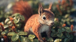 林间松鼠 灵动瞬间