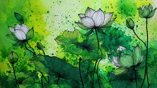 水墨风荷花绽放绿意间