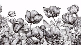 黑白郁金香花卉插画