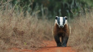 獾在红土小径上行走
