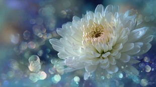 梦幻白菊绽于光斑背景中