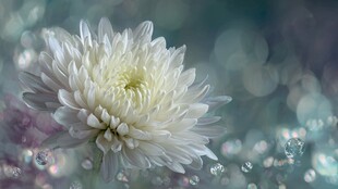 梦幻白菊绽于光影之中