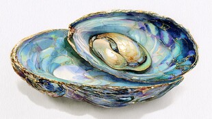 绚丽多彩的天然贝壳