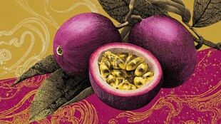 梦幻紫百香果插画展示