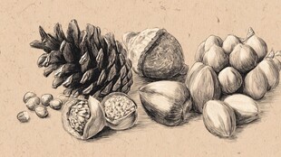 手绘坚果与松果静物图