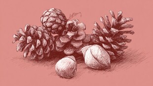 手绘松果与坚果静物图