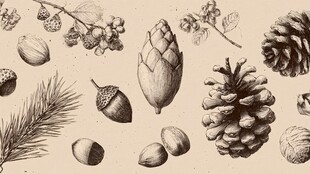 手绘森林果实与松果图案