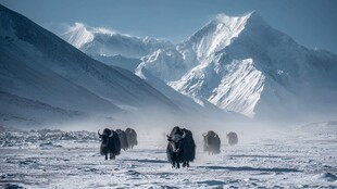雪域牦牛队穿行壮美雪山