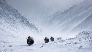 雪野中行进的牦牛群