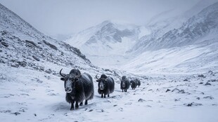 雪野中漫步的牦牛群