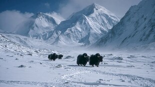 雪域牦牛漫步壮丽雪山