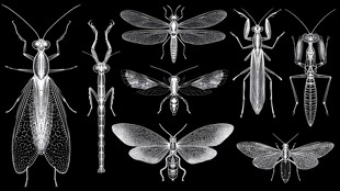 多样昆虫黑白艺术插画