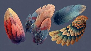 绚丽多彩的梦幻羽毛世界