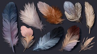 多彩绚丽羽毛集合展示