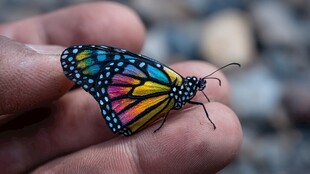 掌心的多彩蝴蝶