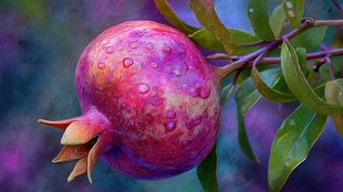 枝头娇艳带露的饱满石榴