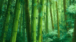翠绿竹林 自然静谧之景