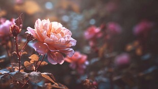 夕阳下的柔美粉色月季花