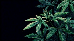 翠绿大麻叶特写