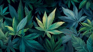 翠绿大麻叶特写