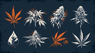 手绘大麻植物图案集合