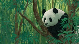 竹林中的大熊猫