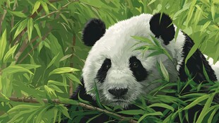 竹林中的可爱大熊猫