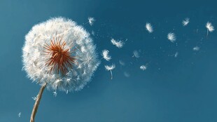 蒲公英在蓝天中轻盈飞舞