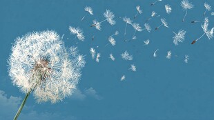 飘飞的蒲公英 蓝天的诗意