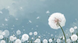 梦幻蒲公英在蓝天中飞舞