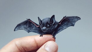 指尖上的迷你蝙蝠