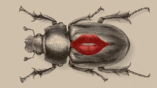 唇印甲虫 独特艺术创意形象