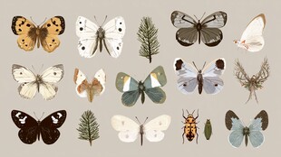 多样蝴蝶与植物标本展示